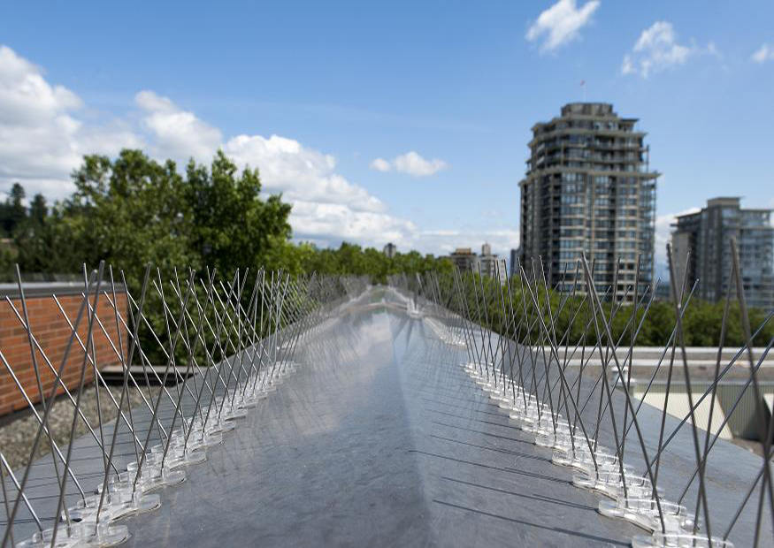 bird spikes in mangalore